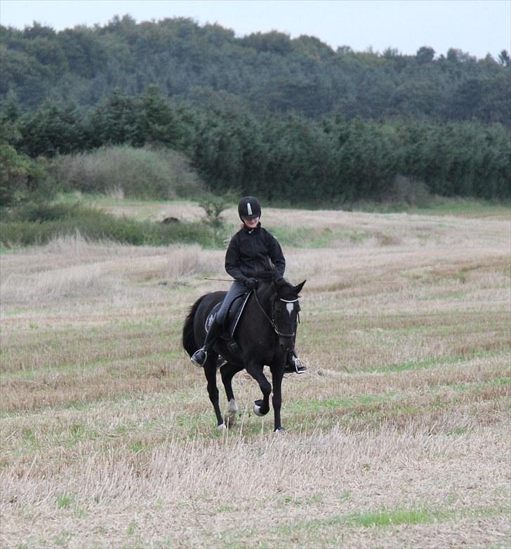 Mark dressur d; + EDDERKOP OG MENNESKEHOVEDER! billede 2