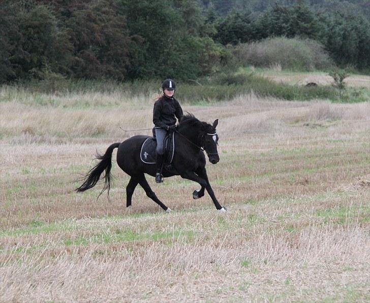 Mark dressur d; + EDDERKOP OG MENNESKEHOVEDER! billede 3