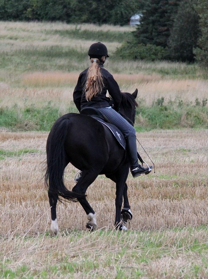 Mark dressur d; + EDDERKOP OG MENNESKEHOVEDER! billede 5