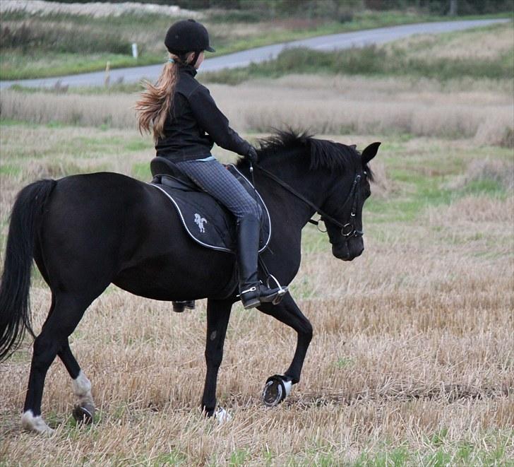 Mark dressur d; + EDDERKOP OG MENNESKEHOVEDER! billede 6