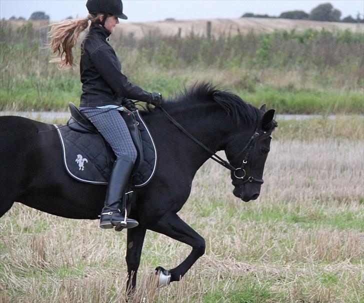 Mark dressur d; + EDDERKOP OG MENNESKEHOVEDER! billede 7