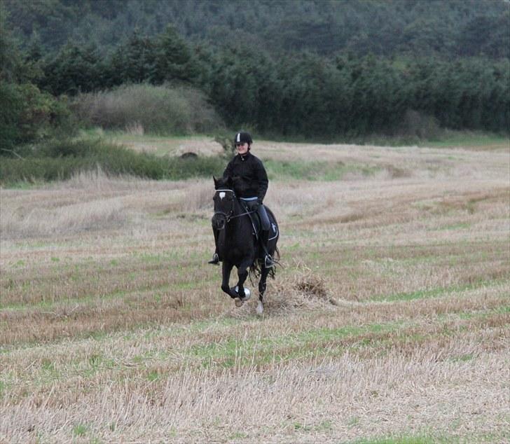 Mark dressur d; + EDDERKOP OG MENNESKEHOVEDER! - Lidt galop xD billede 8