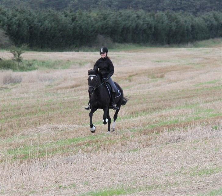 Mark dressur d; + EDDERKOP OG MENNESKEHOVEDER! billede 11