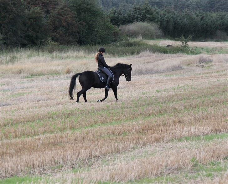 Mark dressur d; + EDDERKOP OG MENNESKEHOVEDER! billede 13