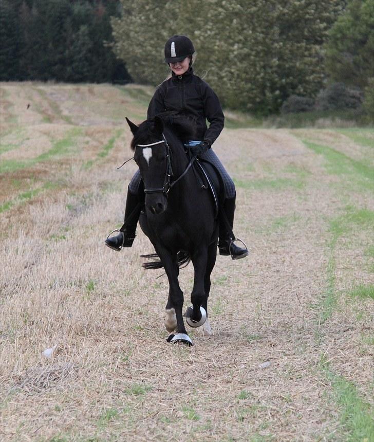 Mark dressur d; + EDDERKOP OG MENNESKEHOVEDER! billede 14