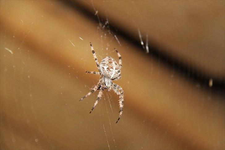 Mark dressur d; + EDDERKOP OG MENNESKEHOVEDER! - EDDERKOP!!! :o billede 15