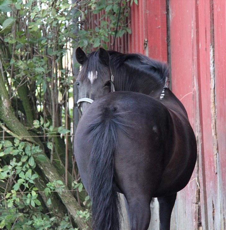 Mark dressur d; + EDDERKOP OG MENNESKEHOVEDER! billede 19