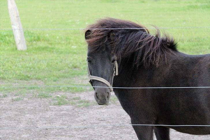Mark dressur d; + EDDERKOP OG MENNESKEHOVEDER! billede 20
