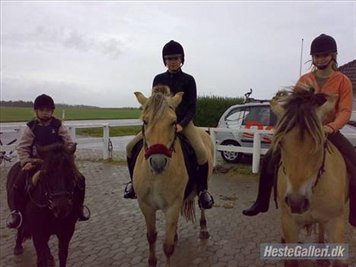Minder fra fortiden - 1.Vores lille shetter zira med vores datter trine.Zira gav vi til en familie med mindre børn, da vores børn selv blev for store til at ride på hende.
2.Fjordhesten Zenia med vores datters veninde lisa.Zenia Solgte vi da hun ikke blev brugt mere.
3.Vores store datter tessa på hendes egen fjordhest Zeus.., og de var rigtig søde sammen, De stolede 100% på hinanden, og der var ikke den ting de ikke kunne sammen..men som mange andre piger kom der drenge i mellem dem..og zeus blev først lånt ud til rideklub..og senere solgt til en sød pige der havde tid til ham, som han absolut fortjente.
 billede 11
