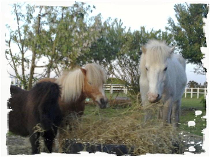 Minder fra fortiden - Klakkik med de små, cola og fanta billede 12