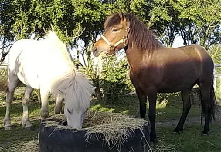 Minder fra fortiden - Fars klakki og mors eidfaxi, dejlige islændere, det var de nu.
 billede 13