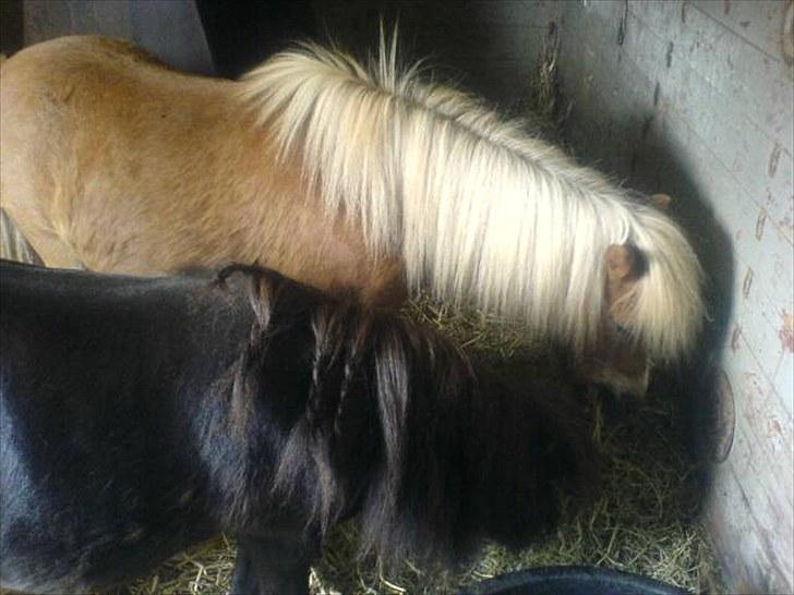 Minder fra fortiden - Cola og fanta var vores børns nusseheste, men de er altså shetter og miniature, så de var jo lidt for små til dem..vi gav dem til et fristed for børn, hvor de kunne blive kæleponyer for store og små. billede 14