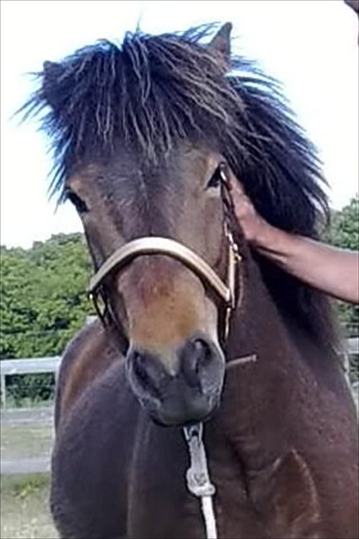 Minder fra fortiden - Eidfaxi fra vesterskovmark, den dag vi var oppe og se ham. billede 10