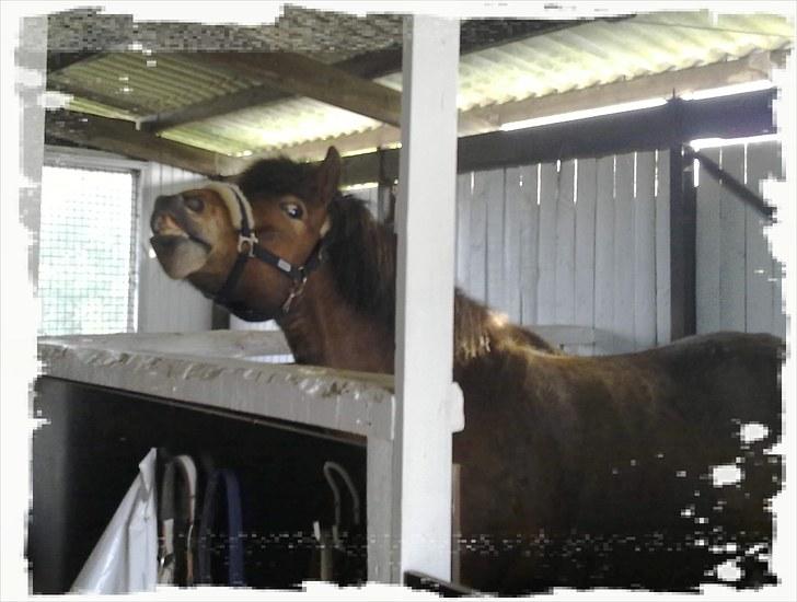 Minder fra fortiden - Faxi elsker vores sted, og han har egentligt aldrig været vores, men på besøg her så meget at vi har fået et dejligt forhold til ham..og gid jeg kunne få den hest for evigt..han er så god, at man tror det er løgn..se evt. billeder af ham under vores heste. billede 15