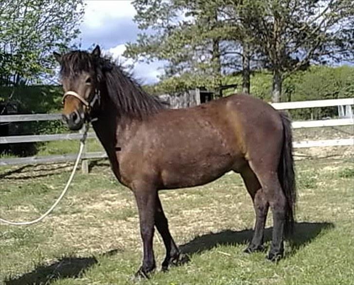 Minder fra fortiden - Mors eidfaxi fra vesterskovmark, som var en skøn ung dreng, der kun blev solgt fordi vi troede vi skulle flytte, han blev solgt sammen med klakki, max og (muscho) som vi altså nu har købt hjem igen.til vores datter. billede 9