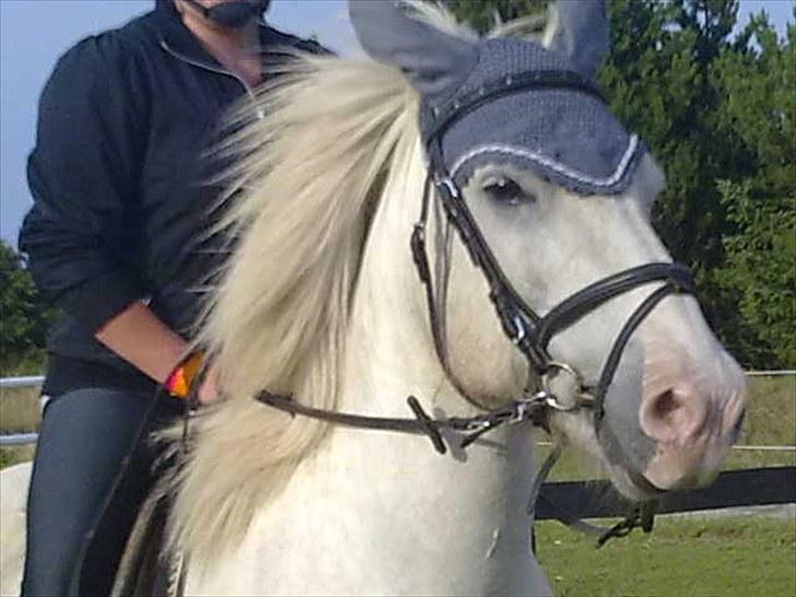 Minder fra fortiden - Klakki..han var en meget nervøs hest, som meget få kunne ride på.. og man kunne aldrig helt vide sig sikker på ryggen af ham..men i omgang var han fantastisk..en hest der elskede at kramme..han var fars hest. billede 7