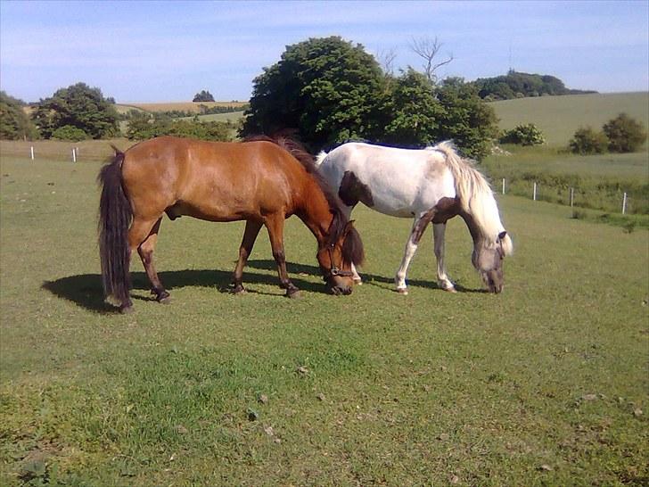 Minder fra fortiden - Her er lille Glæsa fra vestmose, mors lille dejlige vindotbrogede is-pige, som var det sødeste man kan tænke sig, og her er hun hos nye ejere, sammen med deres vallak. billede 16