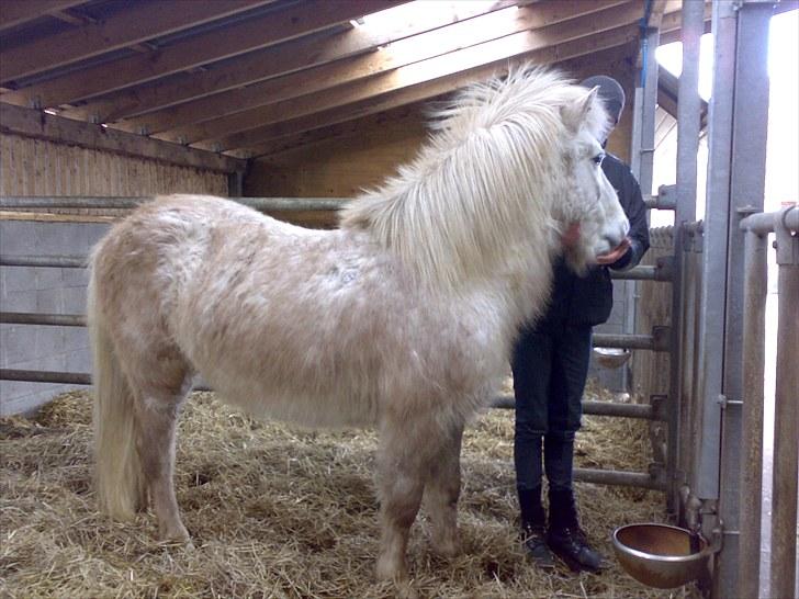Minder fra fortiden - Du skønne islænder, med den dejligste bamsepels men kan tænke sig, her er han på stutteri vestmose for at blive redet op. billede 8