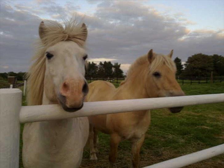 Minder fra fortiden - Klakki og max gik sammen billede 3