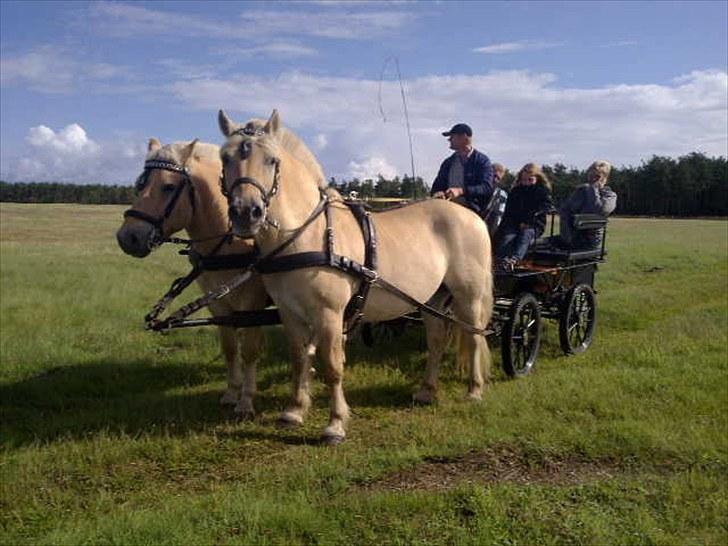 Minder fra fortiden - Max var en super kørehest, og ridehest..han har gået med prærievogn og turister, og han havde en god størelse til lars, som har lange ben. billede 2