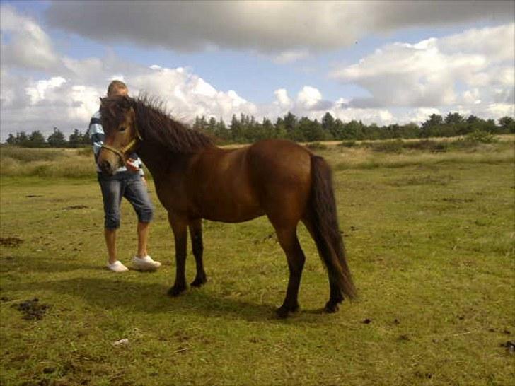 Minder fra fortiden - Eidfaxi fra vesterskovmark, en stille og sød unghest, der her skal afleveres i tilridning på islændercenter i nymindegab. og han tog alt så pænt, og han bare tøltede og tøltede..en rigtig sød dreng mor savner meget..men han er for dyr at købe tilbage.. og hun skal nok også have en ældre rolig og meget stabil hest, hvis hun skal have en hest igen.. billede 17