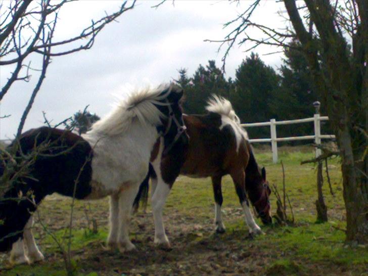 Minder fra fortiden - Lille Basse var en lille shetter vallak, men rigtig meget hingstet..
han blev givet væk,(14 dage, havde vi ham kun) han var ikke noget for os..og vi gav ham væk til dem vi købte vores muscho hjem fra. billede 18