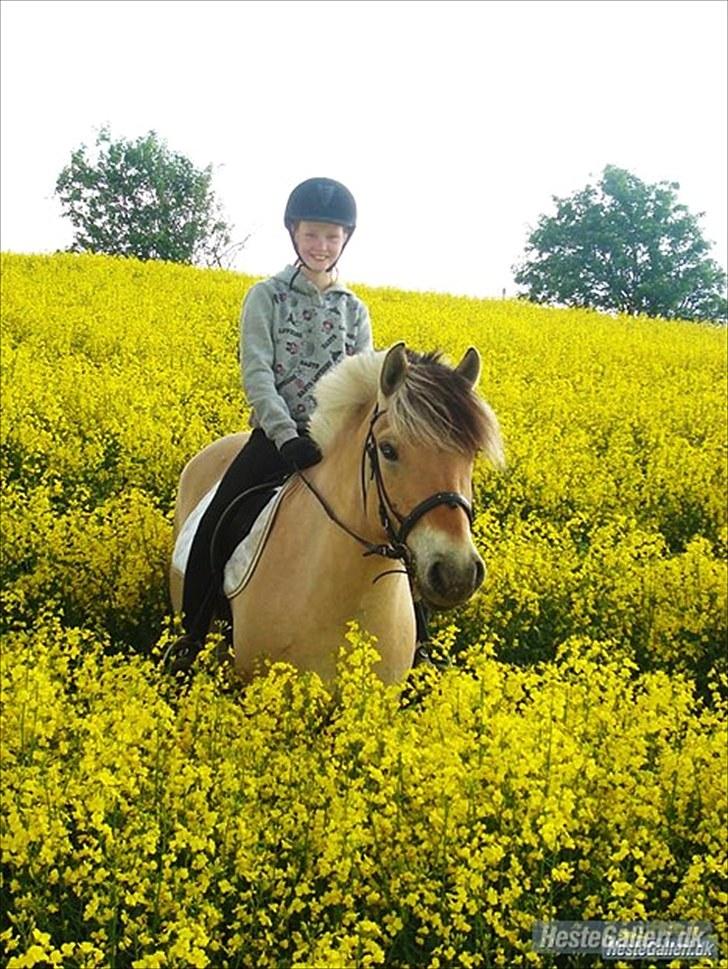 Minder fra fortiden - Dejlige zeus hos nye ejer, super par de 2:)
Zeus var den pony der havde det dejligste sind af alle heste..han er så ubeskrivelig speciel.
 billede 6