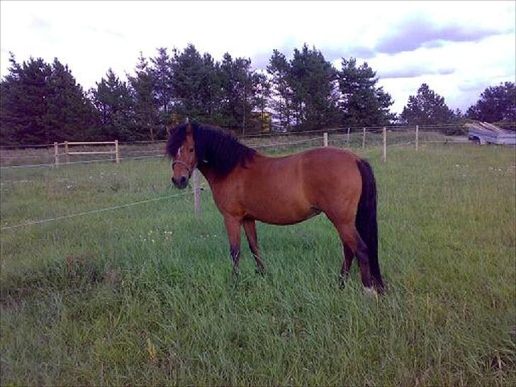 Minder fra fortiden - Dette var vores lille datter trines pony plazir, som var en sød dartmorpony, da hun desværre havde kræft, måtte vi til sidst aflive hende..og nu har hun så muscho i stedet for.. men det var en ikke så rar oplevelse.. og hun var virkelig også en smuk pige. billede 19
