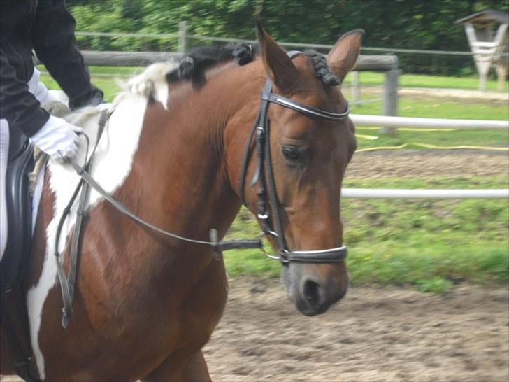 Cecilie Nicolajsen og Dopendi Vesterlund - Stævne i PIH :D billede 2