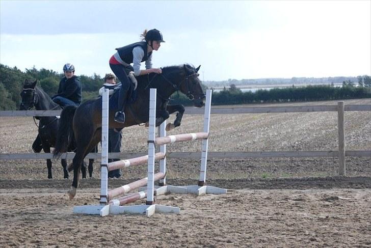 Silvano kursus ved Hans H. Kristiansen - Okse.. billede 3