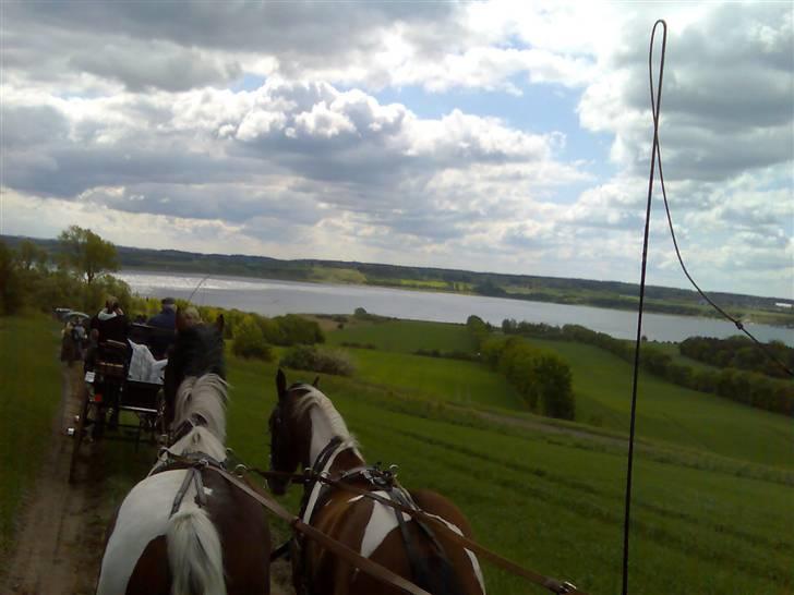 Min Familie og Vores Heste... - En dejlig sommer tur i hestevogn med nøgle ander venner... billede 2