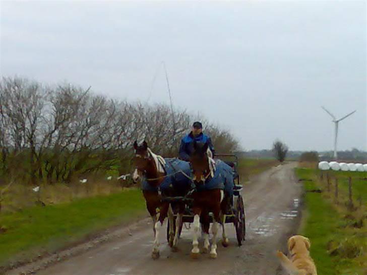 Min Familie og Vores Heste... - Far har været ude at træne... at køre med vogn giver hestens ryg en pause i træningen.... plus de bliver i en rigtig lækker form til ridningen... billede 3