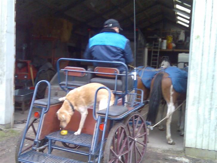 Min Familie og Vores Heste... - Familiens hund Oliver elsker at køre den sidste vej hejm i vognen... vi træner med en marton vogn som er meget let men stabile (sports vogn) billede 4