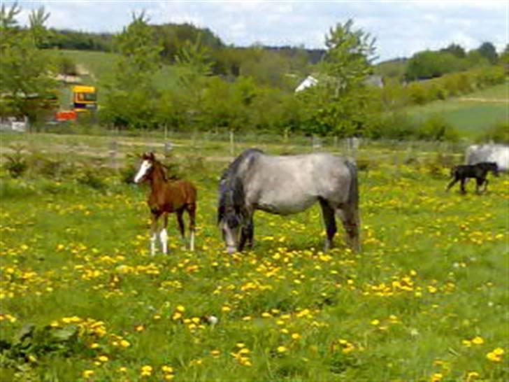 Min Familie og Vores Heste... - Min lille stjerne... billede 5