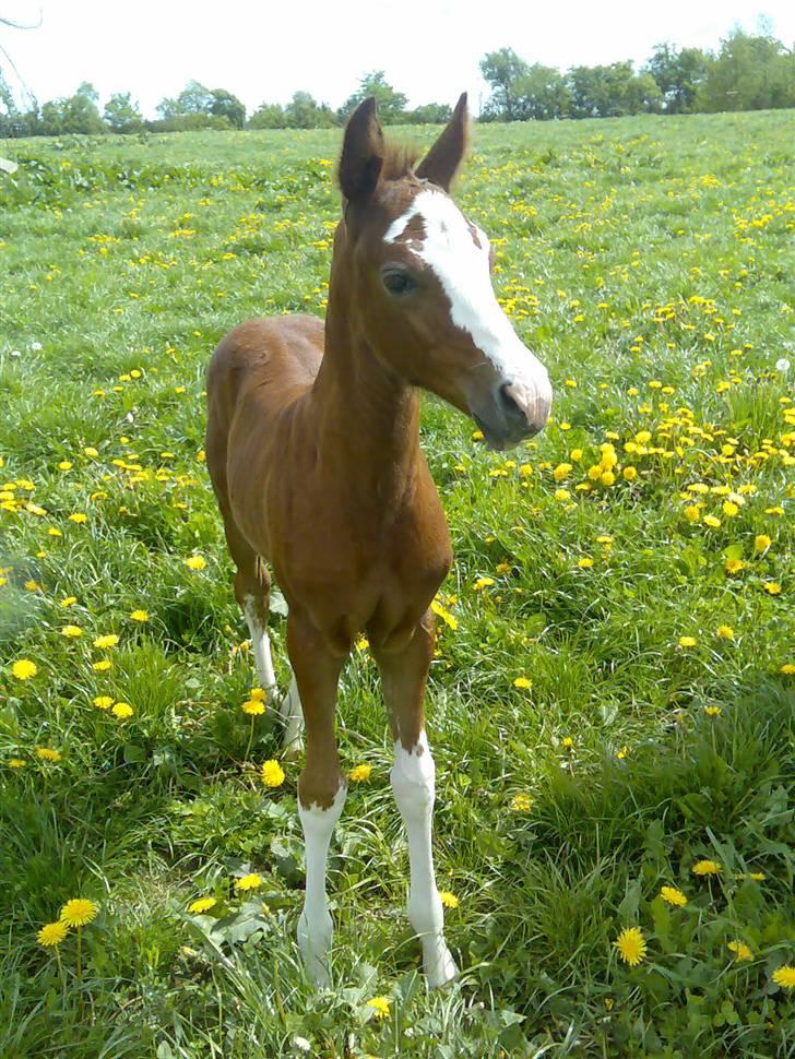 Min Familie og Vores Heste... - Vores sports pony føl... billede 6