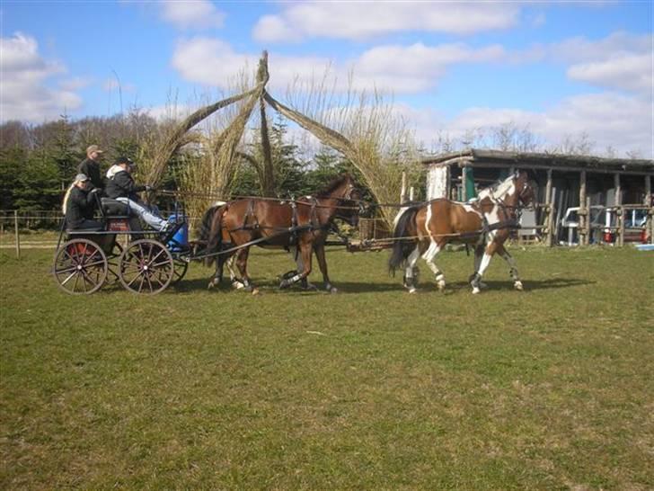 Min Familie og Vores Heste... billede 8