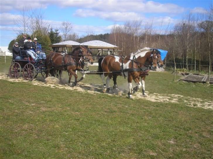 Min Familie og Vores Heste... - En gang imellem kan vi godt lide at vise hvad vi og hestene kan så her er et billed fra i foråret hvor jeg køre med 4spand heste.... det er min hoppe Cheri, min brors vallak Twers, fars ride hoppe Mulan og fars avls hoppe Malou... billede 9