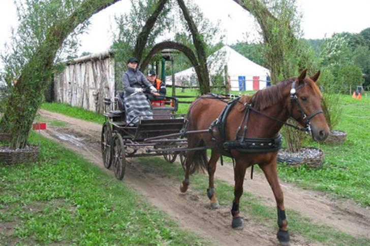 Min Familie og Vores Heste... - Mette der kører med hoppen Cheri... bag på som medhjælper er bror Lasse...
vi er til stævne... billede 10