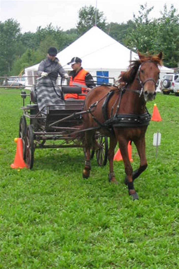 Min Familie og Vores Heste... - Køre stævne.... billede 11