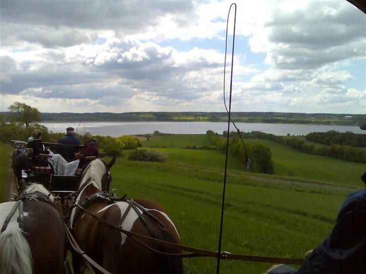 Min Familie og Vores Heste... billede 12