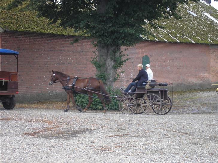 Min Familie og Vores Heste... - Skovtur med min ride og køre hest... 
på billedet er vi på skovtur billede 13