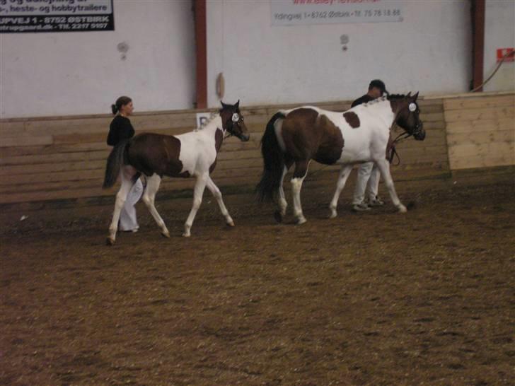 Min Familie og Vores Heste... billede 19