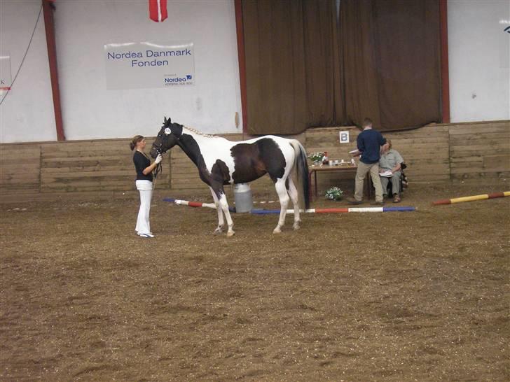 Min Familie og Vores Heste... - Mette med en af vores venners heste til kåring... en hoppe fra københavn billede 20