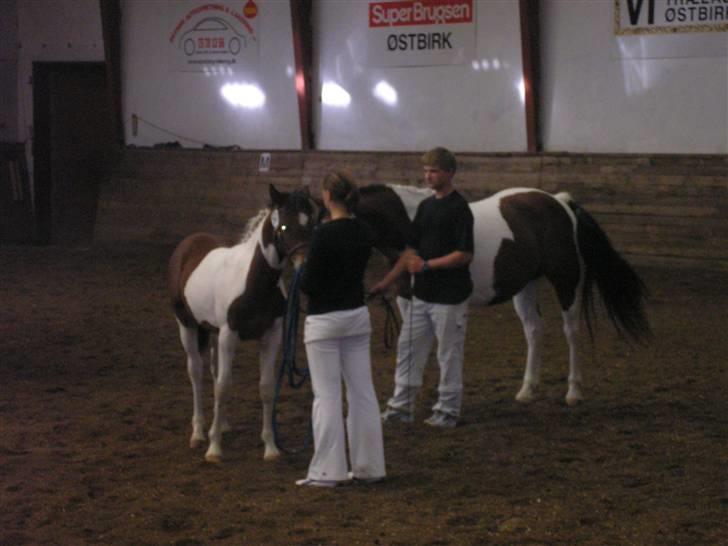 Min Familie og Vores Heste... - Min bror og jeg... tror vi snakker om at det er dejligt at kåringen næsten er slut...
fars hings blev nr 2 (anden fløj/kåret) og min brors hoppe lige ledes Kåret... billede 26