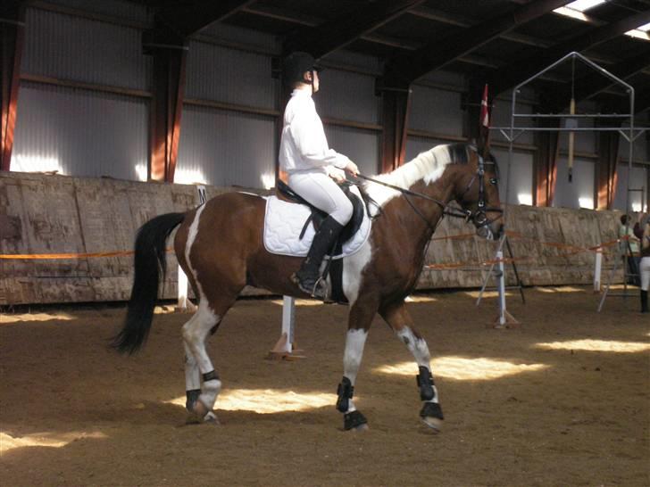 Min Familie og Vores Heste... - Lasse og Twers.. billede 29