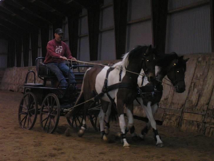 Min Familie og Vores Heste... - Min far med hans to beste køre hopper.... billede 31