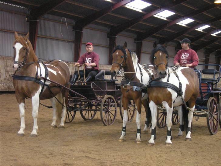 Min Familie og Vores Heste... - Min far med 2 for vogn og hans kammerat Steen med en hest for, madonna.. billede 32