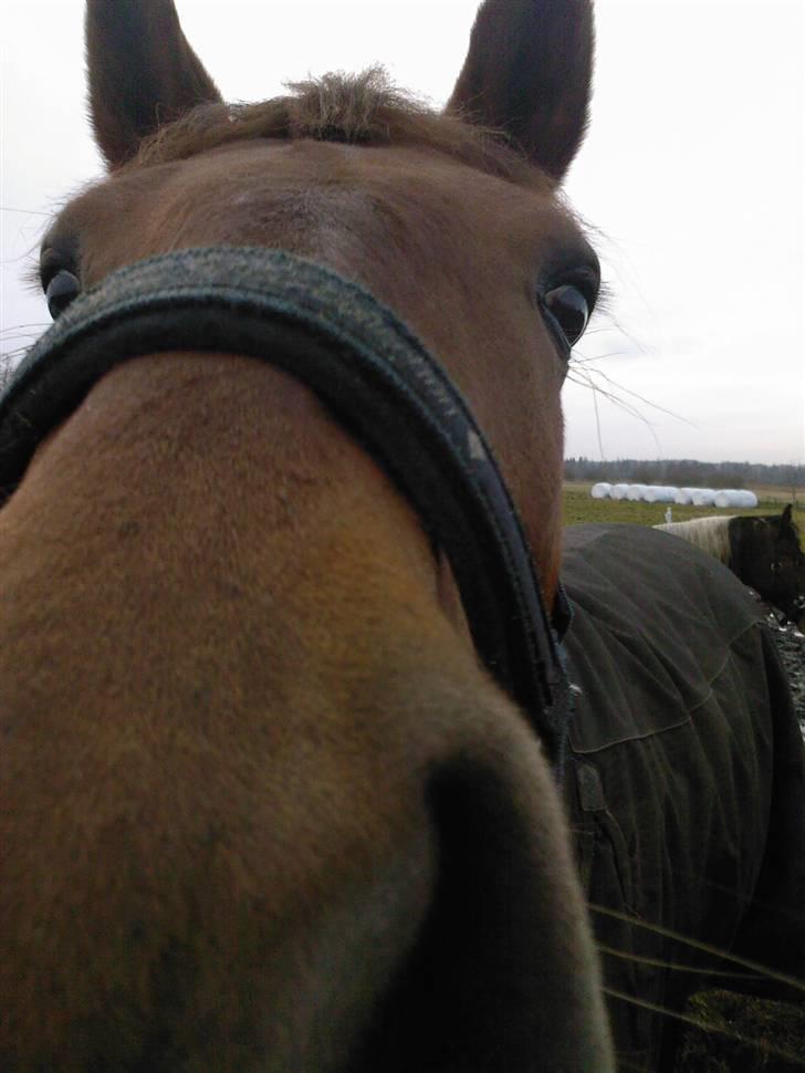 Min Familie og Vores Heste... - Min dejlige hoppe Cheri.... hehe tæt på... billede 36