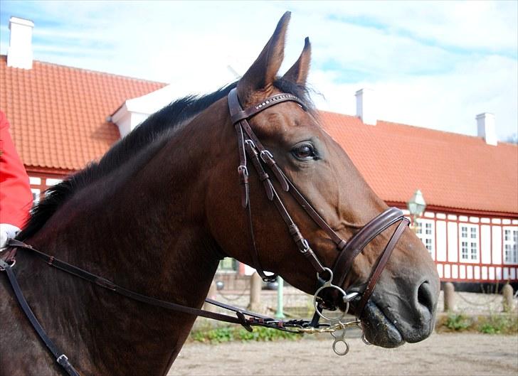 Hagenskov Godsjagt 2010 billede 81