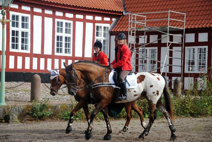 Hagenskov Godsjagt 2010 billede 84